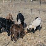 cambria2012_0038 (November 02, 2012)